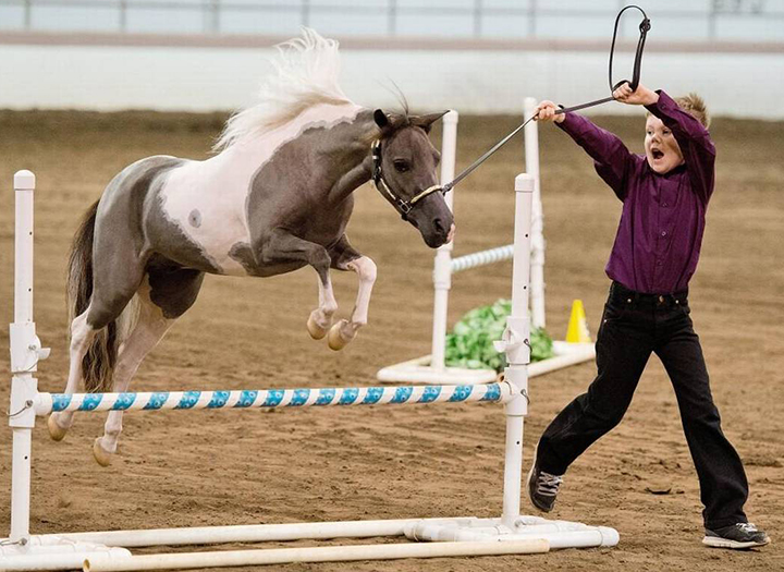 Heartland Miniature Horse Show Amhr And Amha Classics